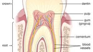 The cancellous bone appears as tiny beams of bone arranged like a lattice, red marrow packs the each long bone contains a tunnel in its shaft for the passage of a nutrient artery, which. Tooth Definition Anatomy Facts Britannica