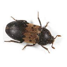 how to avoid larder beetles emerging in