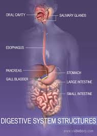 List of organs of the body organs are the structures formed by a group of tissues. 10 Facts About The Digestive System