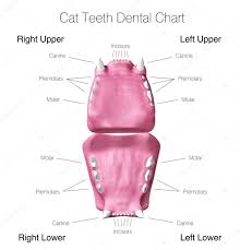 Dental Chart Cat Cat Teeth Dental Chart Stock Photo