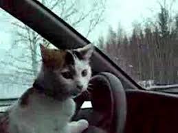 Image result for cat driving car