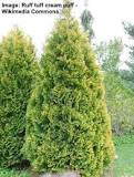 What is the smallest arborvitae?