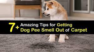 removing dog urine from carpet