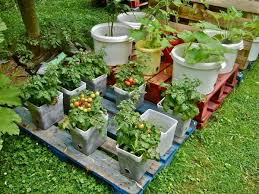 Crafty Container Vegetable Gardening
