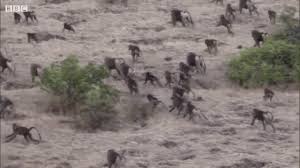 Video: Hàng nghìn con khỉ đầu chó ẩu đả tranh giành lãnh thổ