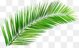 palm leaf png images cleanpng kisspng
