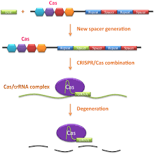 crispr cas9 genome editing system in