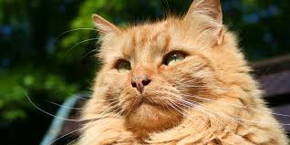 It can also infect cats, rabbits, and, in rare cases, humans. Bordetella Bronchiseptica Infection In Cats International Cat Care