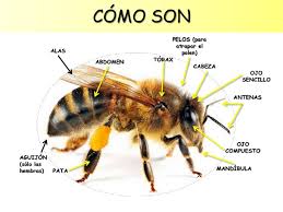 Resultado de imagen para abejas