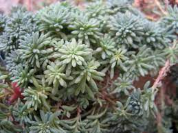 sedum hispani blue carpet