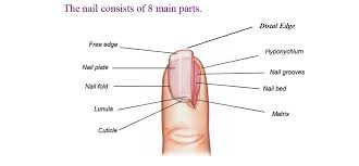 basic nail anatomy the importance of