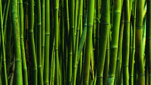 300 bamboo backgrounds wallpapers com