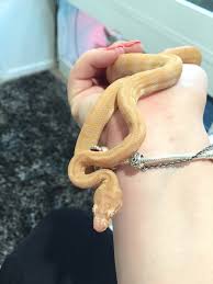 baby snakes aussie pythons snakes forum