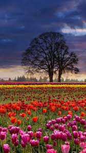 earth tulip phone wallpaper field red