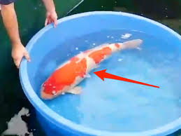 Koi fish have a 60 hatch rate which means a 5kg koi will have 300000 babies at a time. Why Some Koi Fish Can Be Worth Millions Of Dollars