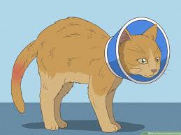 how to treat a cat s broken tail 9