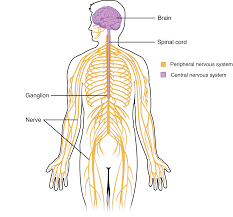 The central nervous system (cns) consists of the brain and the spinal cord, while the peripheral nervous system (pns) consists of sensory neurons this was an overview of the human nervous system function and structure along with a labeled diagram. 12 1 Structure And Function Of The Nervous System Anatomy Physiology