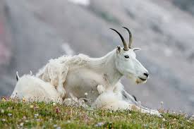 Mountain Goat Oreamnos Americanus