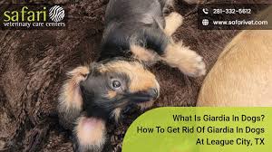 what is giardia in dogs how to get rid
