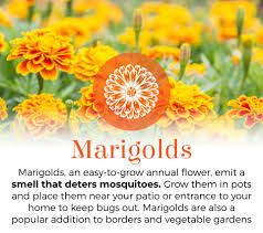 May 14, 2020 · as an annual, it produces lovely flowers in shades of yellow, orange, and red. Top 10 Mosquito Repelling Plants For Your Garden And Landscape