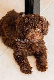 toy poodle puppy female chocolate