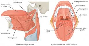 Neck muscles help support the cervical spine and contribute to movements of the head, neck, upper back, and shoulders. Axial Muscles Of The Head Neck And Back Anatomy And Physiology I