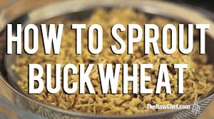how to sprout buckwheat