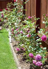 27 Rose Gardening Tips For Beginners To