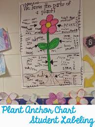 Parts Of A Plant Anchor Chart Third Grade Science