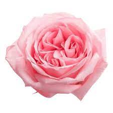 Garden Rose Pink O Hare Flowers Direct