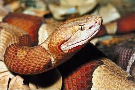 varieties of snakes in missouri pets