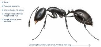 little black ants in the house facts