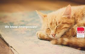 As with any new service, friends, neighbors or colleagues are a great place to start looking for a veterinarian. Animal Emergency Clinic 24 Hour Emergency Veterinarian
