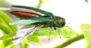 The Dietary Habits Of The Emerald Ash Borer Beetle Are Complicated