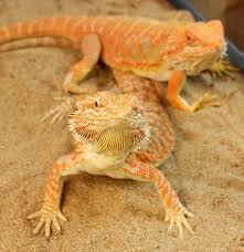 bearded dragon substrate top 5 best