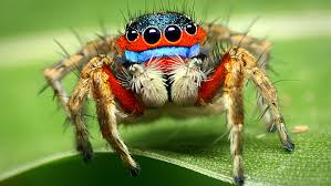 In order to woo a female and avoid being eaten mesmerise or die! 10 Wild And Crazy Facts About Jumping Spiders