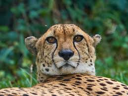 cheetah selwo aventura