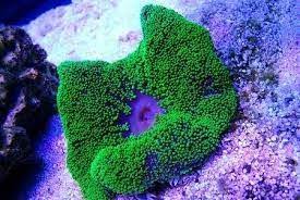 green carpet anemone stictyla