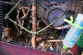 5 best rat bedding types for cages to