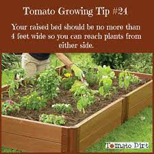 healthy tomatoes in raised garden beds