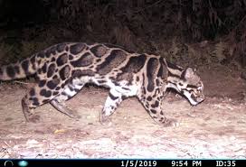 clouded leopards develop ways to