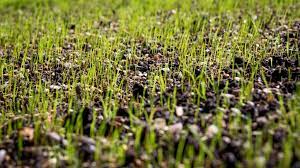 when to plant gr seed sod solutions