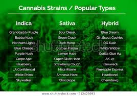 Cannabis Strains Marijuana Related Info Graphic Stock Photo