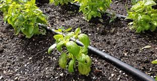 drip irrigation is it the right choice