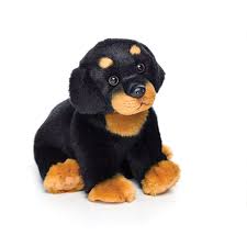 small rottweiler dog black with brown