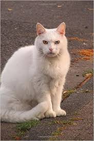 The tiffanie cat is the best qualities of the persian and the burmese. White Domestic Shorthair Cat 150 Page Lined Notebook Diary Creations Cs 9781539110392 Amazon Com Books