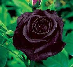 black bush rose seeds urban farmer
