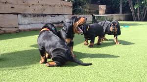 The black and tan coonhound is mellow, calm and unobtrusive indoors, provided it is sufficiently exercised. Black Tan Coonhound Puppies Youtube