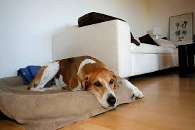 Der beagle ist ein recht kleiner, aber robuster und kräftiger hund. Hunde Fur Die Wohnung Die Tierexperten