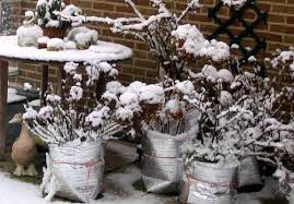 how to protect potted plants from